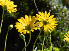 Yellow Flowers Heathcote Botanical Garden Florida